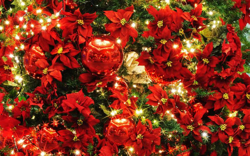 11月～12月　セミナースケジュール