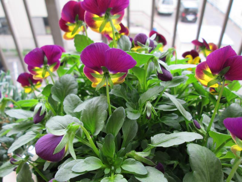 第610回　DVD研修　万人幸福の栞　第9条「破約失福」