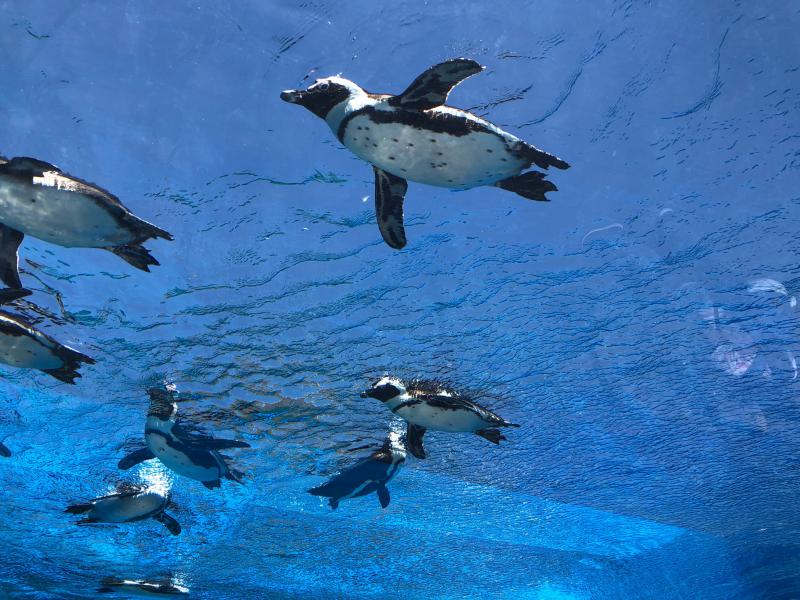 注意:新型コロナウィルスの感染対策にて休会します