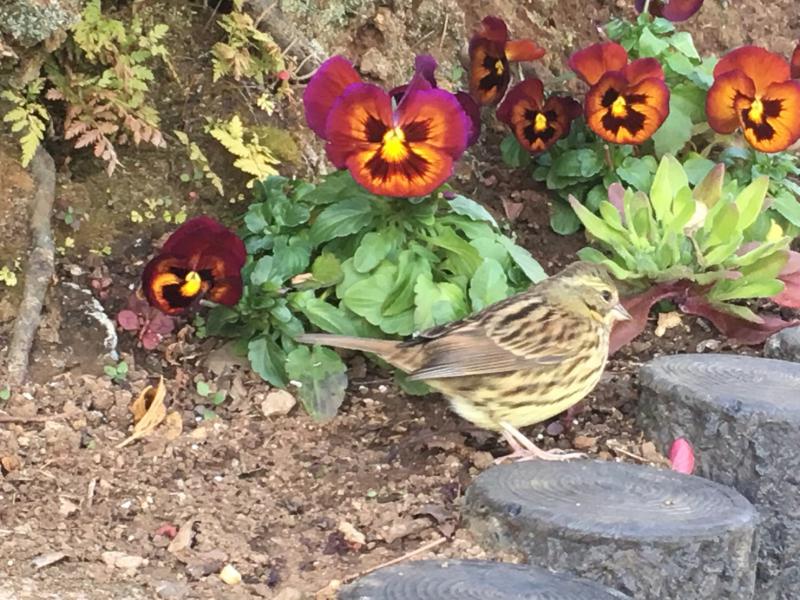 第258回  DVDセミナー　栞　第15条